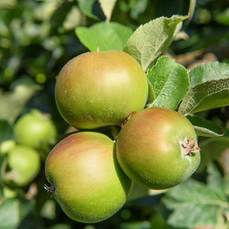 British Bramley's, you are the apple of my eye!

#classicfreshfoods #londonsupplier #catering #chef #london #restaurant #hospitality #freshproduce #foodies #seasonal #seasonalproduce #Englishproduce #summertime #bramleyapples #appleofmyeye