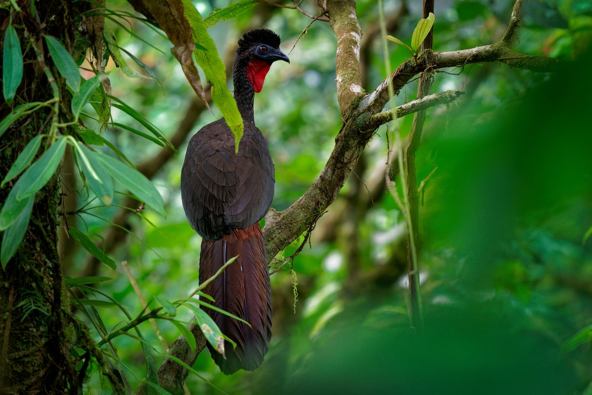 Connectivity keeps ecosystems thriving. In tropical forests the connection between plants &amp; animals is key 🙌 Read more about the science of #SeedDispersal, the threat of deforestation &amp; the role of #frugivores in restoration: [LINK]
: crowtherlab.com/how-animals-pl…

#ecology #science