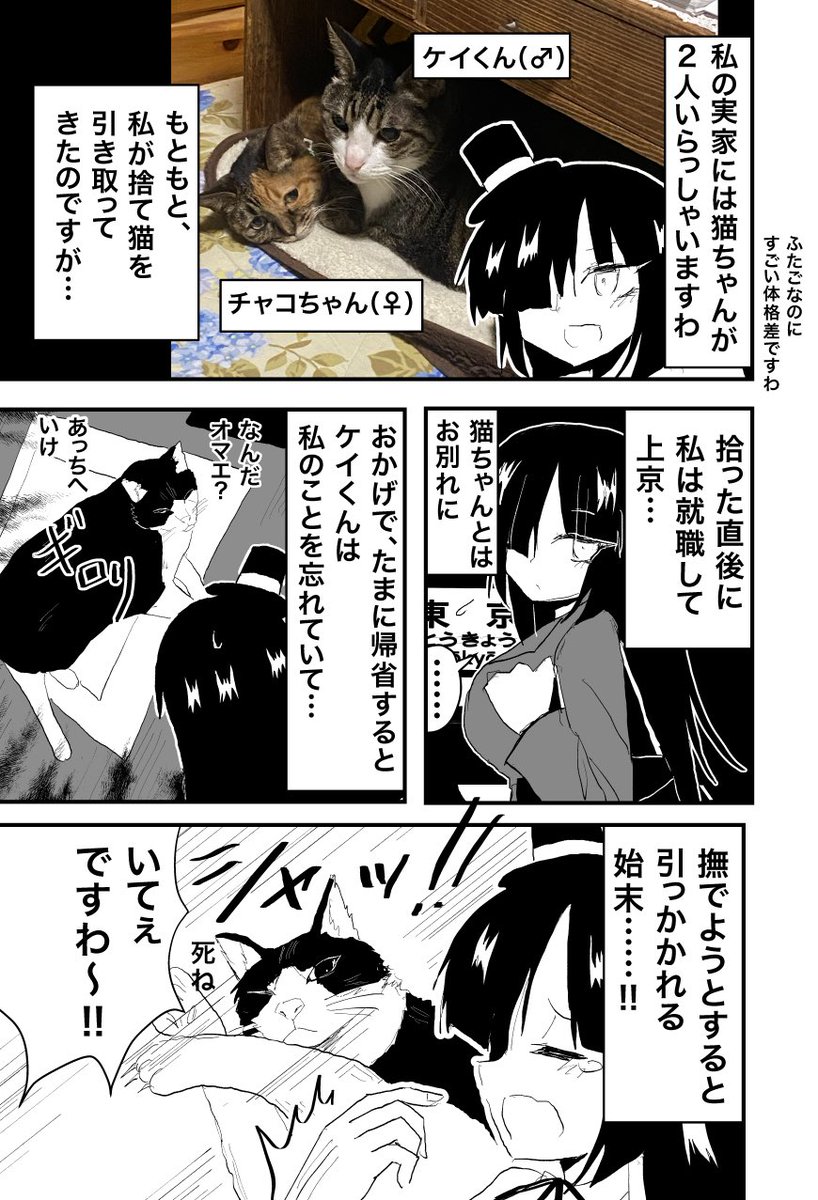 実家の猫ちゃんとの関係が難しい。
 #世界猫の日 