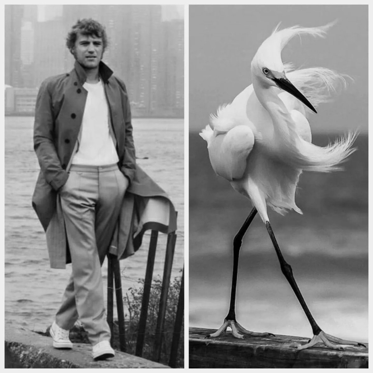jflynnworld's tweet photo. A bird mood this Monday morning! 🦢🦅🦤 Have a great day and a positive start to the working week, everyone!
#JohnnyFlynn #Birds #ArtJFlynn #lovesick #Stardust2020 #Brotherhood #Beast2017 #Emma2020 #AnyaTaylorJoy #SongOne https://t.co/D5BYr5xeWL