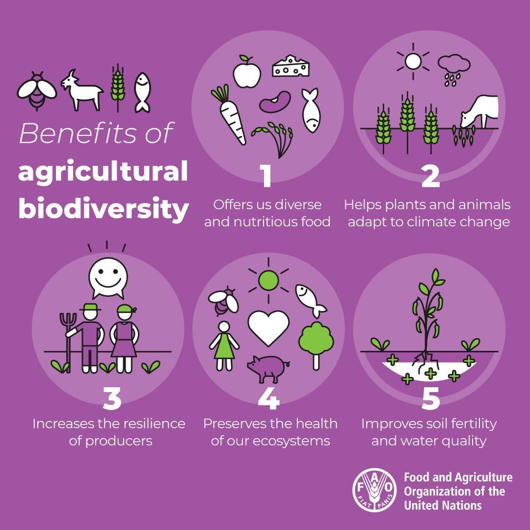 UNBiodiversity's tweet photo. Agricultural #biodiversity is essential to satisfy basic human needs for food and livelihood security. 🌽👩💪

Biodiversity and agriculture are strongly interrelated. Sustainable agriculture both promotes and is enhanced by biodiversity.

We need #biodiversity in agriculture.🍀🪴 https://t.co/g5VyFpNqK5
