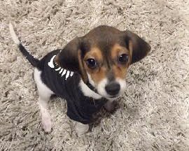KeithOlbermann's tweet photo. MIA IS MISSING IN BROOKLYN, last seen at Atlantic and Brooklyn. She's chipped: 991001000386474. If you've seen or found her please call 888-466-3242 and PLEASE RT MIA! https://t.co/YmqyZEigDh