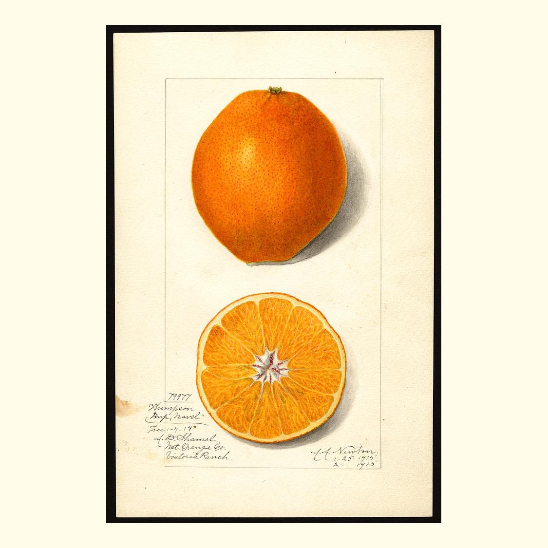 pomological's tweet photo. thompson improved navel oranges, painted by amanda almira newton, 1915 https://t.co/BVNdkb81wZ