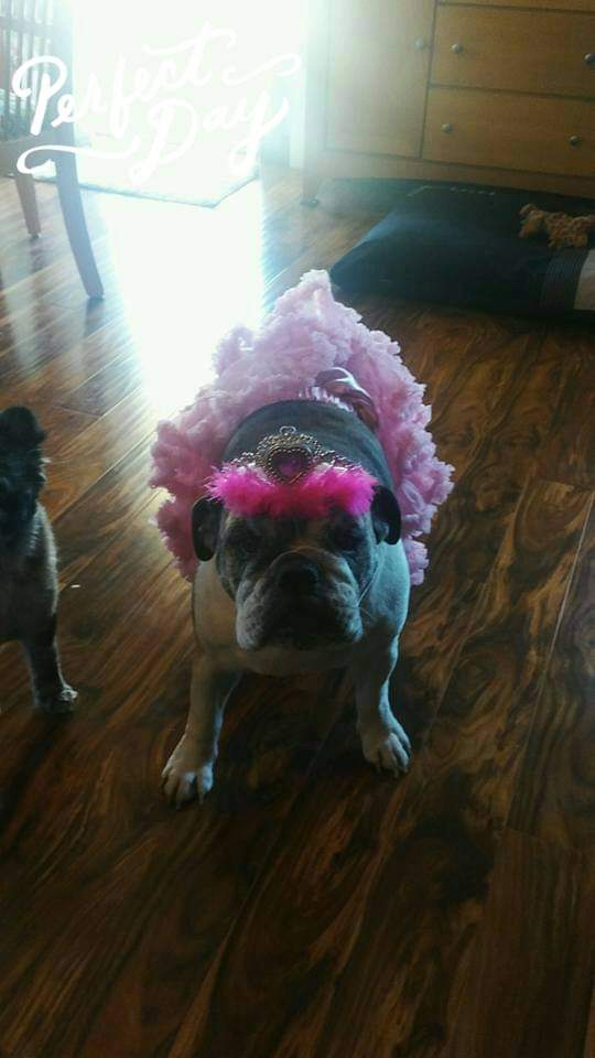 fuzzyballs44's tweet image. @PAVGOD a little late to the party...but left her with gma to doggle sit and I got this pic a few hours later.  Rubi gets more excited when gpa/gma come over than when I come home. #spoileddoggo #granddog