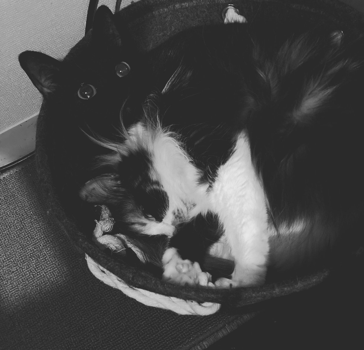 黒猫くくと三毛むぎ (@nez_9090) / Posts / X