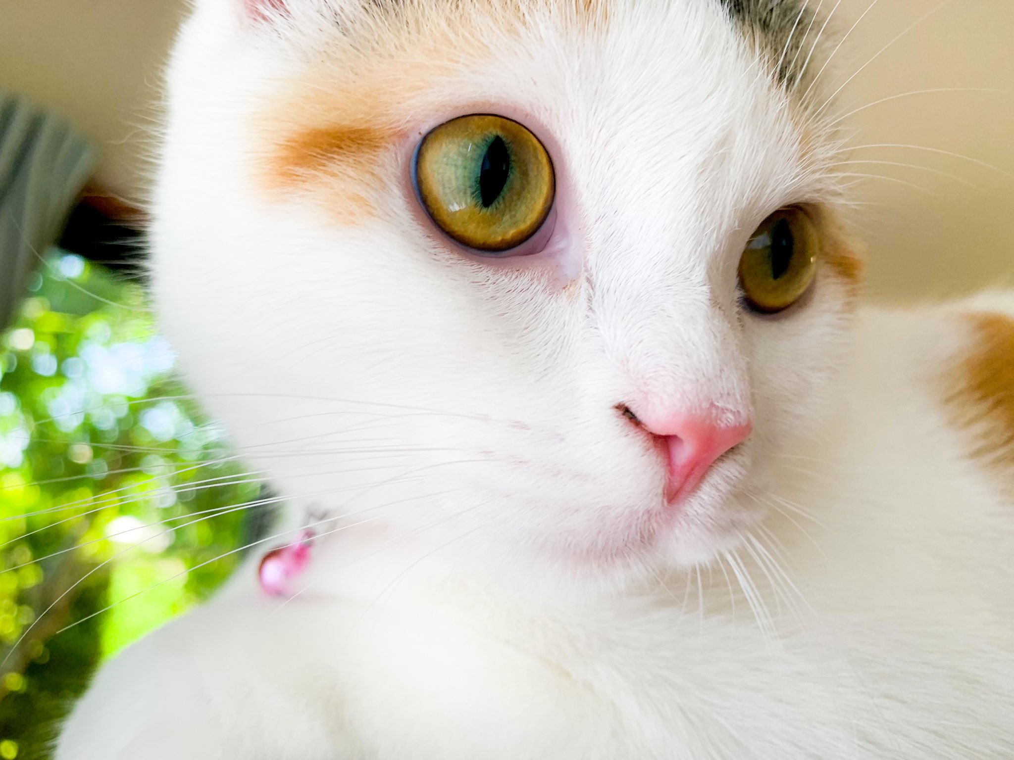 人気ユーチューバー画家の愛猫たち 自然に囲まれたアトリエは2