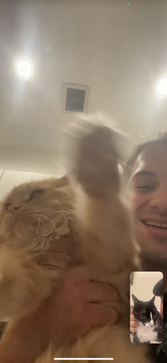 illestvillain92's tweet photo. Cat fts only #liam #tyko #meadow @amandalynnbaez https://t.co/UOkiOZt2xp