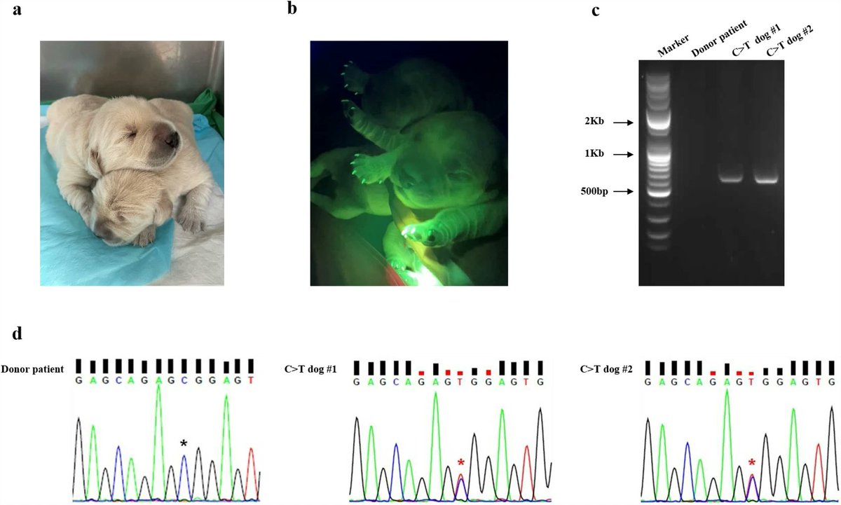 Kutub_joy's tweet photo. Canine hip dysplasia mutation corrected in #Labrador_retriever with #Prime_editing
Great to see two puppies were born with corrected-genes. @davidrliu
#CRISPR_dog
https://t.co/mtLozBHXKK https://t.co/MsR8UaBTUq