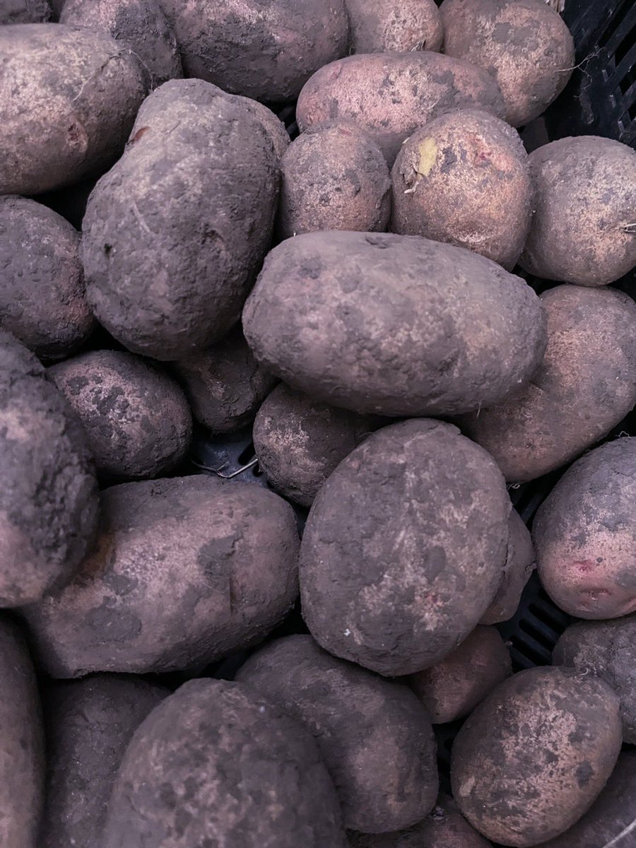 kansha_for_all's tweet photo. 本坊農園 希少な赤芽のじゃがいも🥔
大特価で販売しております🙇‍♂️‼️

https://t.co/7kaomFEUha

2020年2021年コロナの影響で
販売先がなくなりました😖

かといって栽培の量を減らすと
本坊農園存続の危機になります😱

何卒‼️お力添えお願い申し上げます🙇‍♂️🙏 https://t.co/j7kzyJ2Z6R