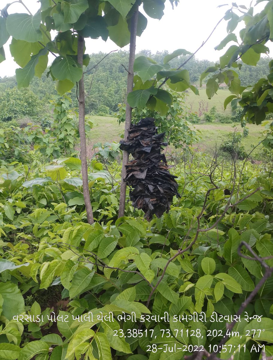 dcf_mahisagar's tweet photo. Polybags are being collected from forest areas after completion of plantation activities. Kudos to team Mahisagar Forest 
@GujForestDept @CCFVadodara @collectormahi @Nevil_DCF https://t.co/tJtm5z5FIZ