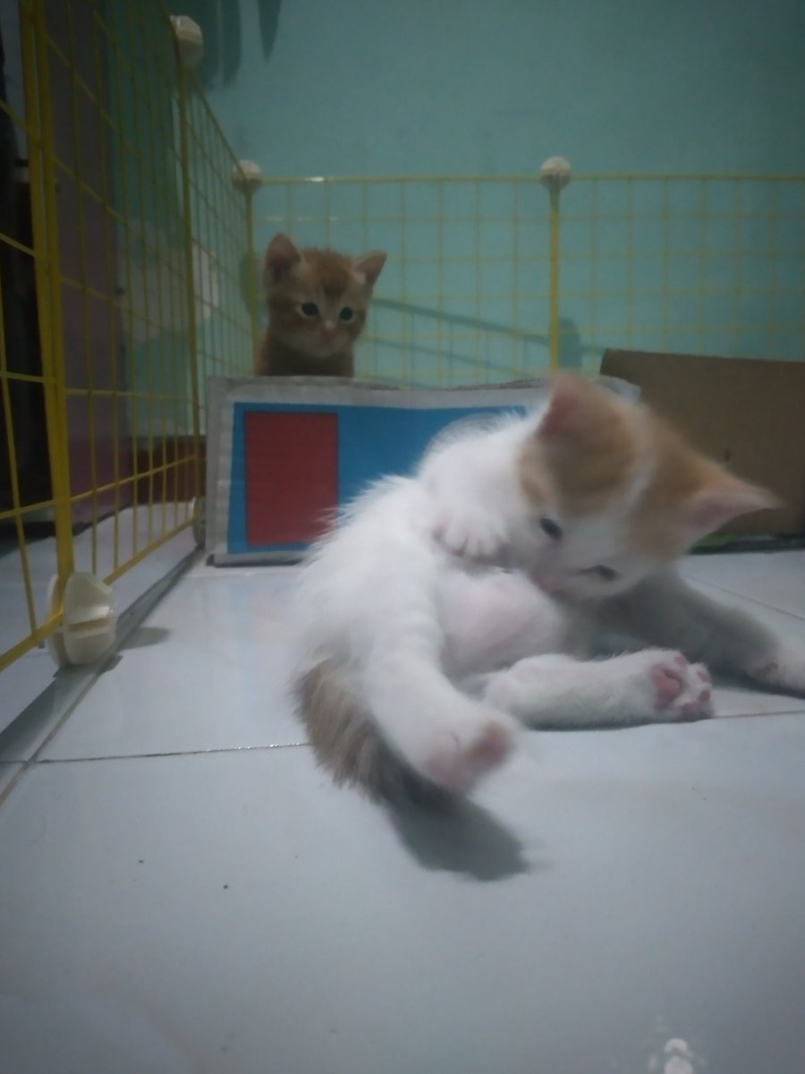kochengfs's tweet photo. 🐈‍⬛ Info sedot lemak dimana ya kak? https://t.co/iB1IENOwOX