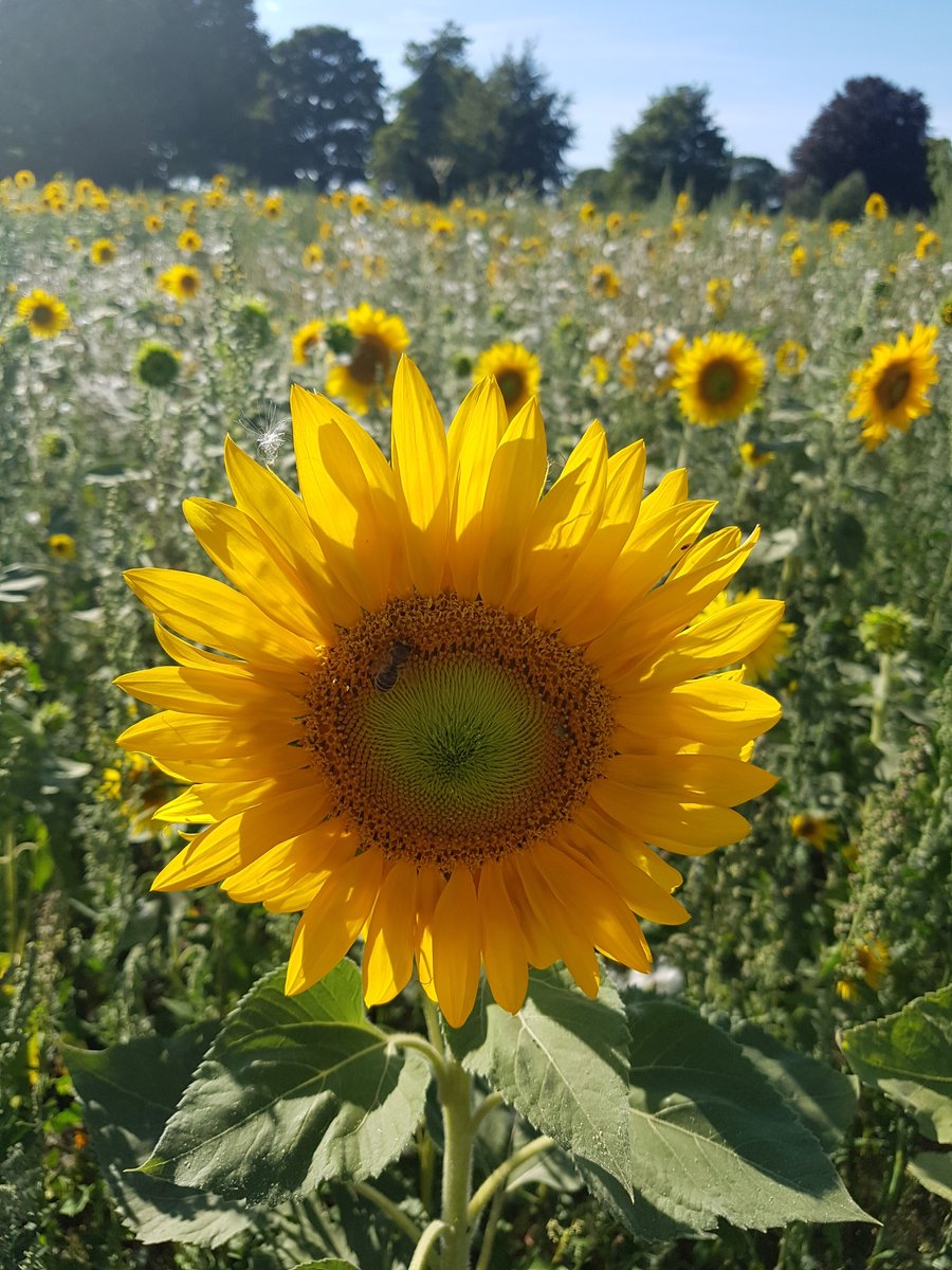 AHPplacements's tweet image. We&apos;re so inspired by all of the #AHPsActive stories and photographs this month. It was even a theme during out #spacesforlistening and #RestandReflect session on Friday! Here&apos;s some pics from our CPF Liz&apos;s weekend :) Anyone else doing #AHPsActive?