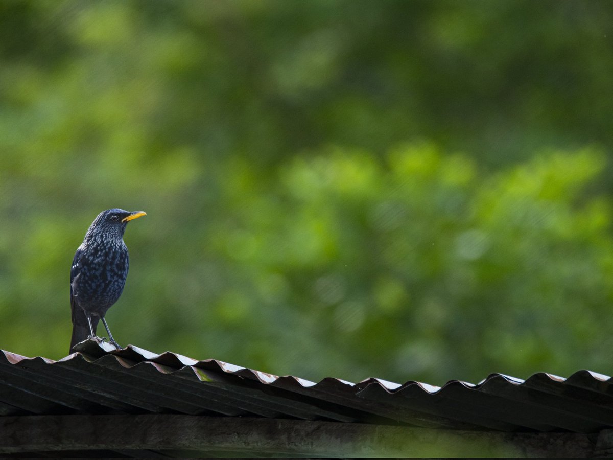 'Not humans, but birds often witness the most beautiful mornings in this world!'
- Mehmet Murat İldan.

In frame: Blue whistling thrush
Location: Jhalong, West Bengal
Gear: Nikon D7500
Lens: 150-600 mm G2 Tamron 

#bluewhistlingthrush #himalayanbird #birds #Nikon #tamron #jhalong