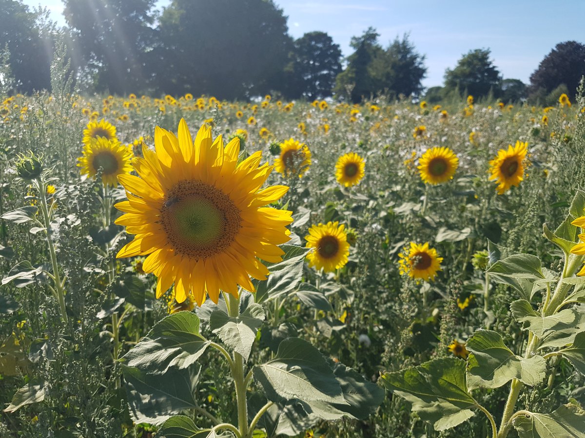 AHPplacements's tweet image. We&apos;re so inspired by all of the #AHPsActive stories and photographs this month. It was even a theme during out #spacesforlistening and #RestandReflect session on Friday! Here&apos;s some pics from our CPF Liz&apos;s weekend :) Anyone else doing #AHPsActive?
