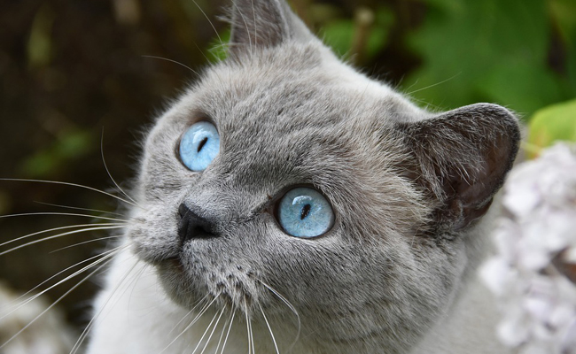 lemagduchat's tweet photo. Aujourd'hui, c'est la journée internationale du chat !!! https://t.co/6XdKeIWrcS #chat https://t.co/ccSB17hJrA