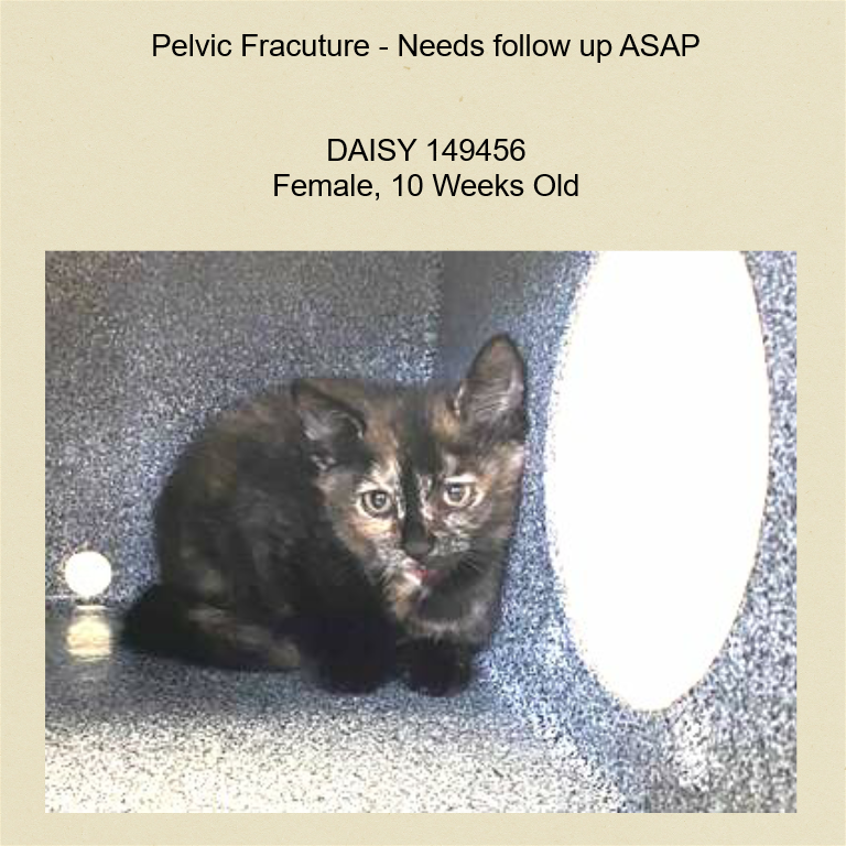 DubJH1009's tweet photo. https://t.co/y0J3F52kwv #NeedsHelp #MustGetHelpASAP #SOS #Mayday #Emergency #DoSomething #nyc #cats #kitten https://t.co/B1gdLlMdFR