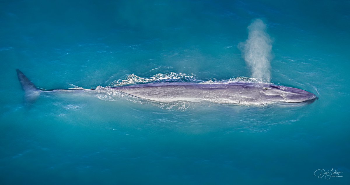 Will we lose our beautiful blue #whales in #Aotearoa #NewZealand ? Read about it in our new paper on changes in great whale distribution in response to future #climatchange here: doi.org/10.1016/j.ecol… 📷 by Dave Lindop #ClimateCrisis #ClimateEmergency #AMSA22 #SMM2022