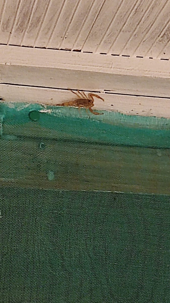 jjavisb's tweet photo. @Arachno_Cosas  Buenos días , me podrías decir si este amiguito es de IM? Muchas gracias desde Murcia, España https://t.co/QD662DWnzj