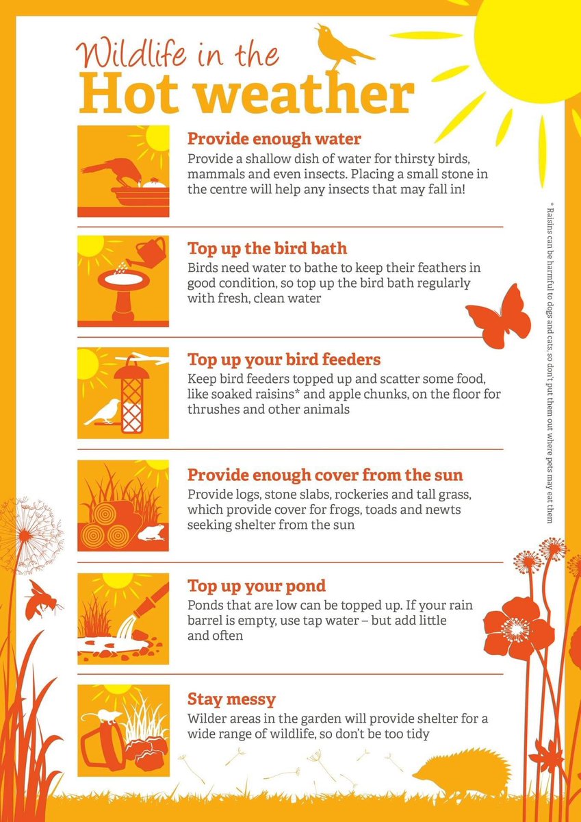 Hot weather and wildlife … #heatwave <a href="/Natures_Voice/">RSPB</a> <a href="/RSPBEngland/">RSPB England</a>  RT  <a href="/WildlifeTrusts/">The Wildlife Trusts</a> <a href="/WildlifeMag/">BBC Wildlife</a> <a href="/katehumble/">Kate Humble</a>