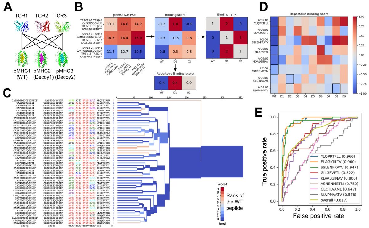 Preprint from Philip Bradley where he creates a version of AlphaFold to model TCR:peptide-MHC interactions. Benchmark is far from perfect, but the paper shows that deep learning-based structural modelling is a possible strategy to predict TCR specificity. 
doi.org/10.1101/2022.0…