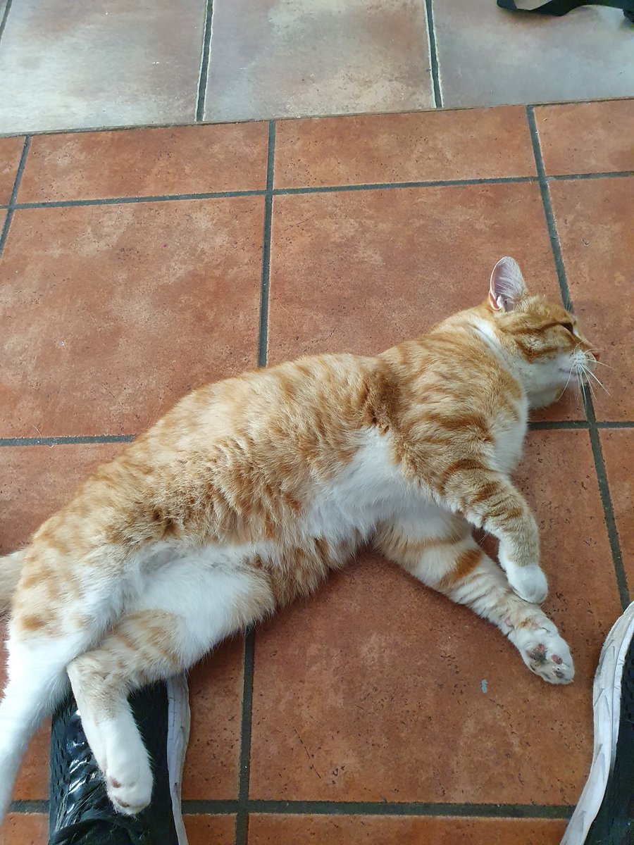 Brum was let out a few days earlier than planned as i thought it wouldn't matter if it was now or 4 days later. 

Cat came back.
Cat likes his new home.
We good