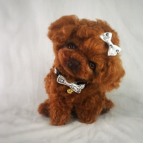 BearPile's tweet photo. Toy Poodle Puppy Misha by Smiling_toys https://t.co/oKjrRvKC1G #collectibledogs #OOAK #dog https://t.co/GPhIetki8j