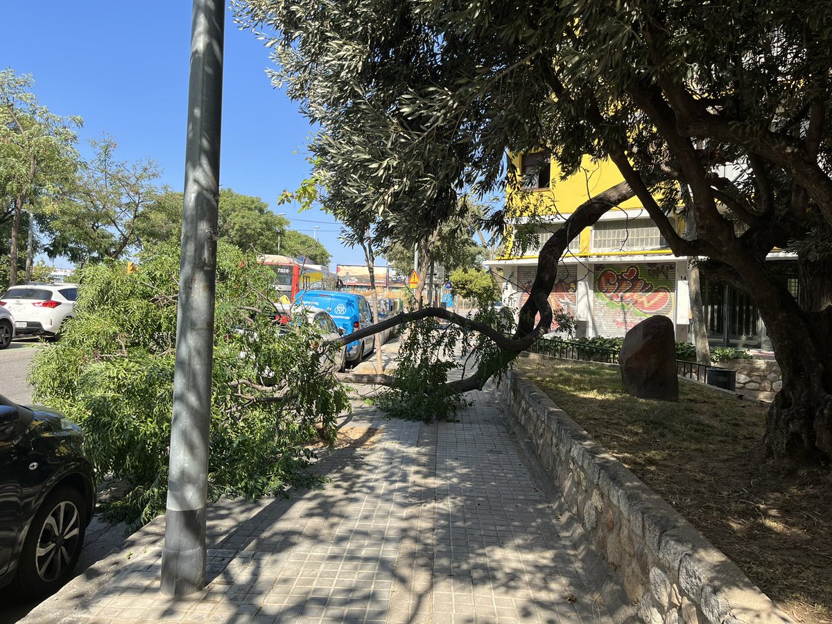 Enune86's tweet photo. @bcn_ajuntament Ahir va tornar a caure un altre arbre a @Bcn_SantMarti, dic un altre perquè els arbres estan secs i malalts, cada setmana cauen arbres. Podem posar solució i podar les rames grans que són perilloses o esperem que algú prengui mal??? @BCN_Ecologia @BCN_Mobilitat https://t.co/XRtlCWez7a