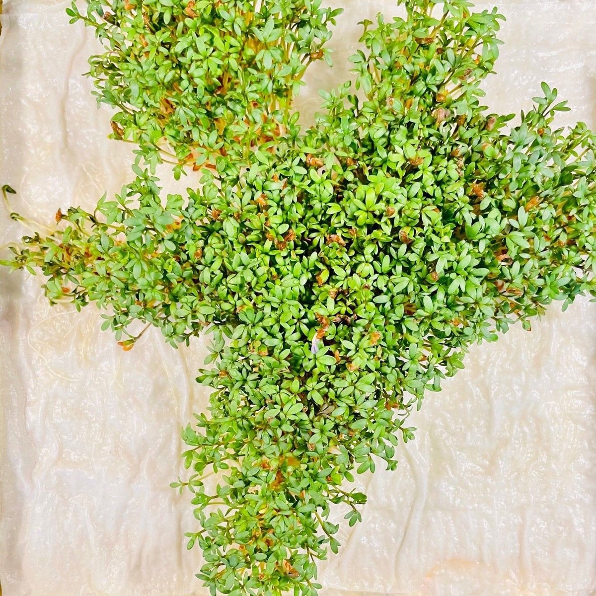 JMP_Europe's tweet image. Grow some greens with us this summer and learn about Design of Experiments in a fun and engaging way.bit.ly/3de1ar4

#JMP #JMPDOEchallenge #summer #statistics #DesignofExperiments