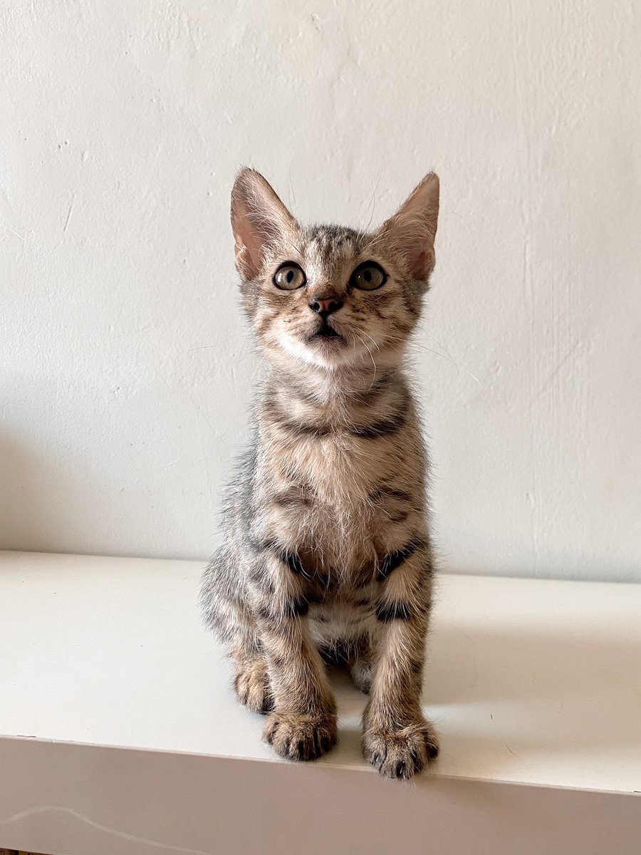 BigHadeh's tweet photo. Halo! Aku sedang cari adopter yg mau adopt kucing2ku.
Ada jantan dan betina, umur 3 bulan, sudah bisa pup-pipis di pasir. Info lebih lanjut silahkan DM ya.
Diutamakan adopter dari Surabaya, Gresik, atau Sidoarjo.
#adopsikucingsurabaya #adopsikucinggresik
#adopsikucingsidoarjo https://t.co/5pvdPNGNMP
