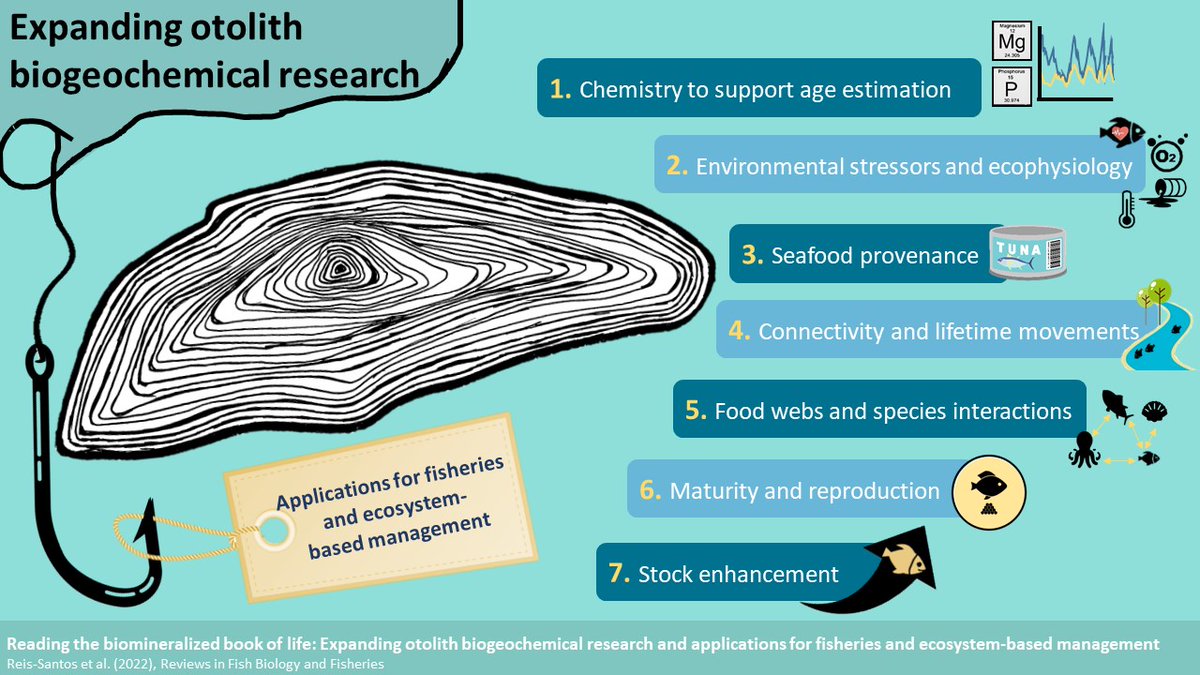 otolithgirl's tweet photo. 📢NEW REVIEW!📢 
Highlights the MANY ways we can use the chemistry of #otoliths &amp; other tissues to reconstruct #fish movement, age, diet, stress, maturation etc. We're still just scratching the surface (pun intended) of what we can learn from fishy CSI! 
https://t.co/SZovSSBEsA https://t.co/q1QcMohupY