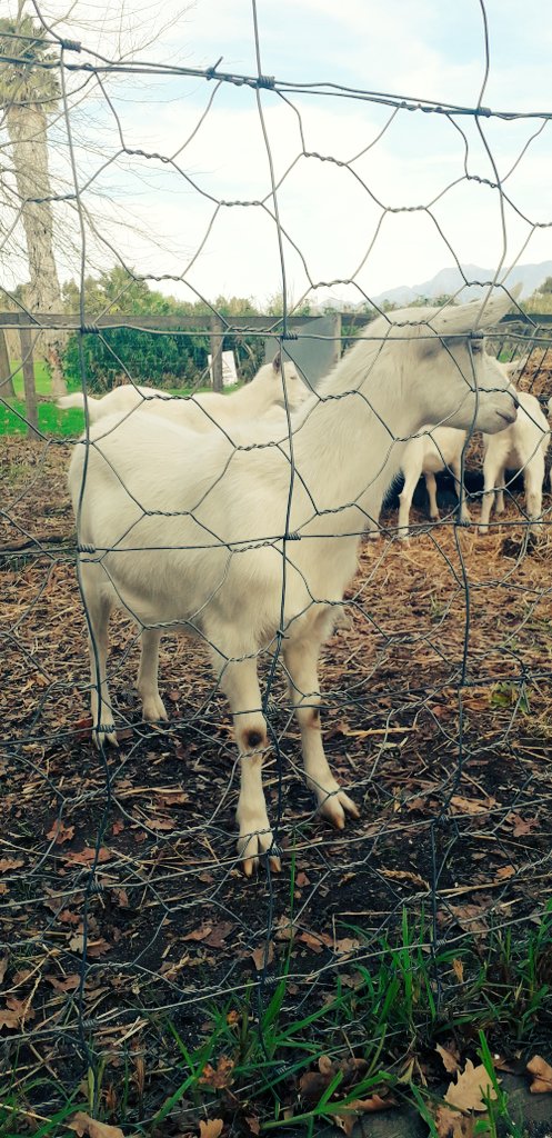 Ivor1B's tweet photo. AnimalArt Series. Goats do roam. Fairview. #ivorb #photography #ivorbphotography #ivorbphoto #photograph #photo #photographer #photos #nature #NaturePhotography #AnimalLovers #animalphoto #GOAT #GOAT𓃵 #goats #goatphoto #goatphotography https://t.co/ranUynE0ep