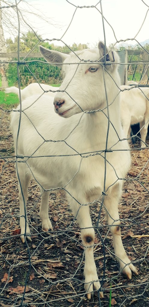 Ivor1B's tweet photo. AnimalArt Series. Goats do roam. Fairview. #ivorb #photography #ivorbphotography #ivorbphoto #photograph #photo #photographer #photos #nature #NaturePhotography #AnimalLovers #animalphoto #GOAT #GOAT𓃵 #goats #goatphoto #goatphotography https://t.co/ranUynE0ep