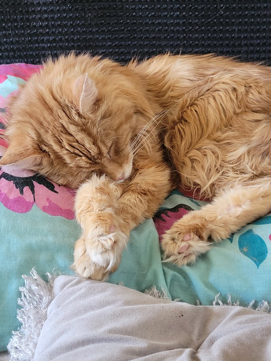 REDSJEWELS1's tweet photo. His Royal Highness having post breakfast snoozies xx https://t.co/r17A7Lm3xb
