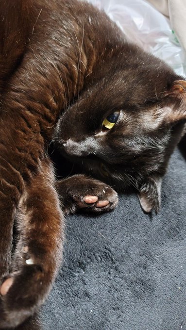 めっちゃイケメンに撮れたやつ(女の子ですけども)
#世界猫の日 