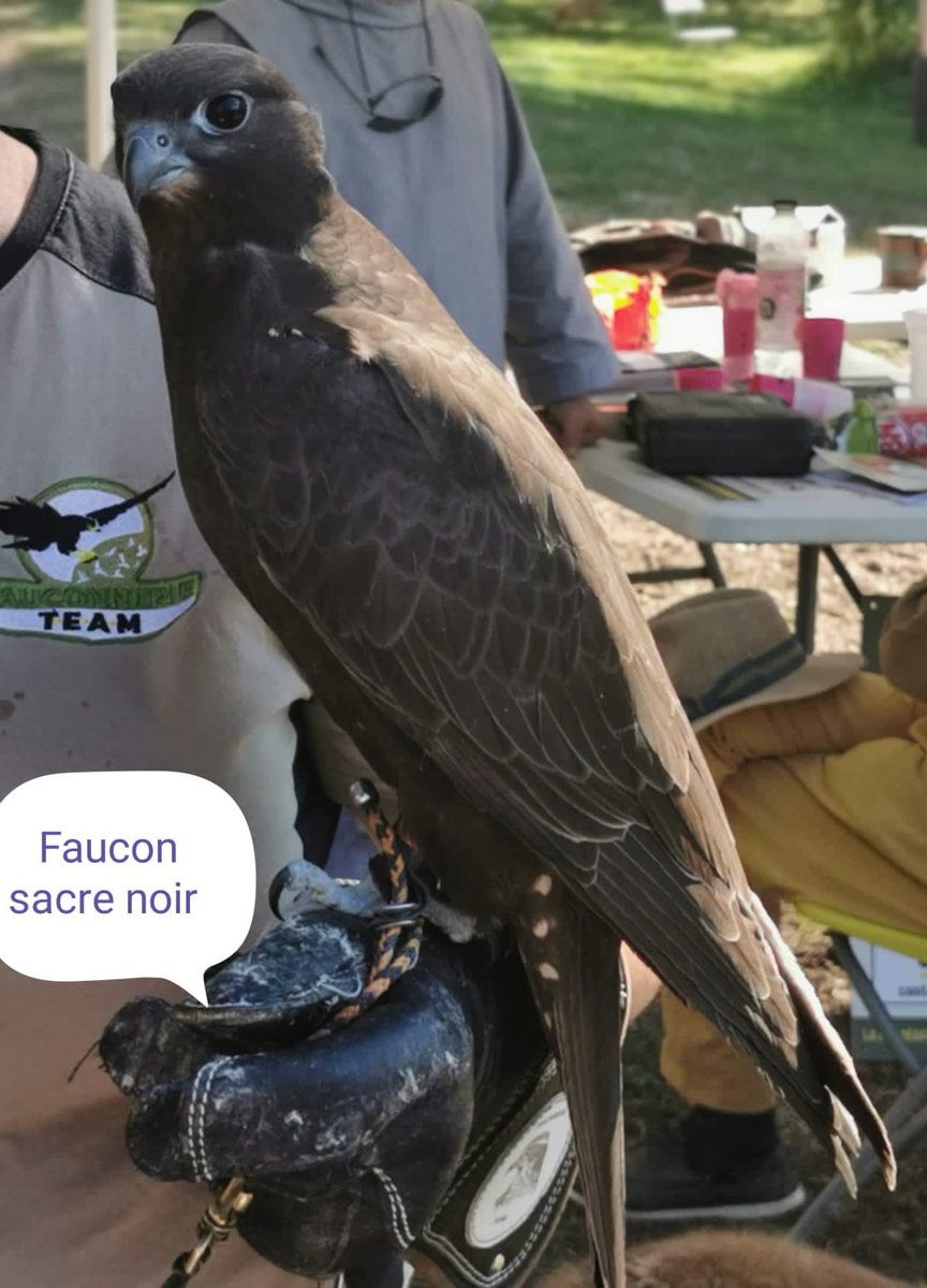 fauconnerie's tweet photo. Un dimanche sympathique a la grande fête chasse et campagne de Bresse sur grosne . Merci aux nombreux visiteurs et aux organisateurs #fauconnerieteam https://t.co/pUOIqhk7KQ
