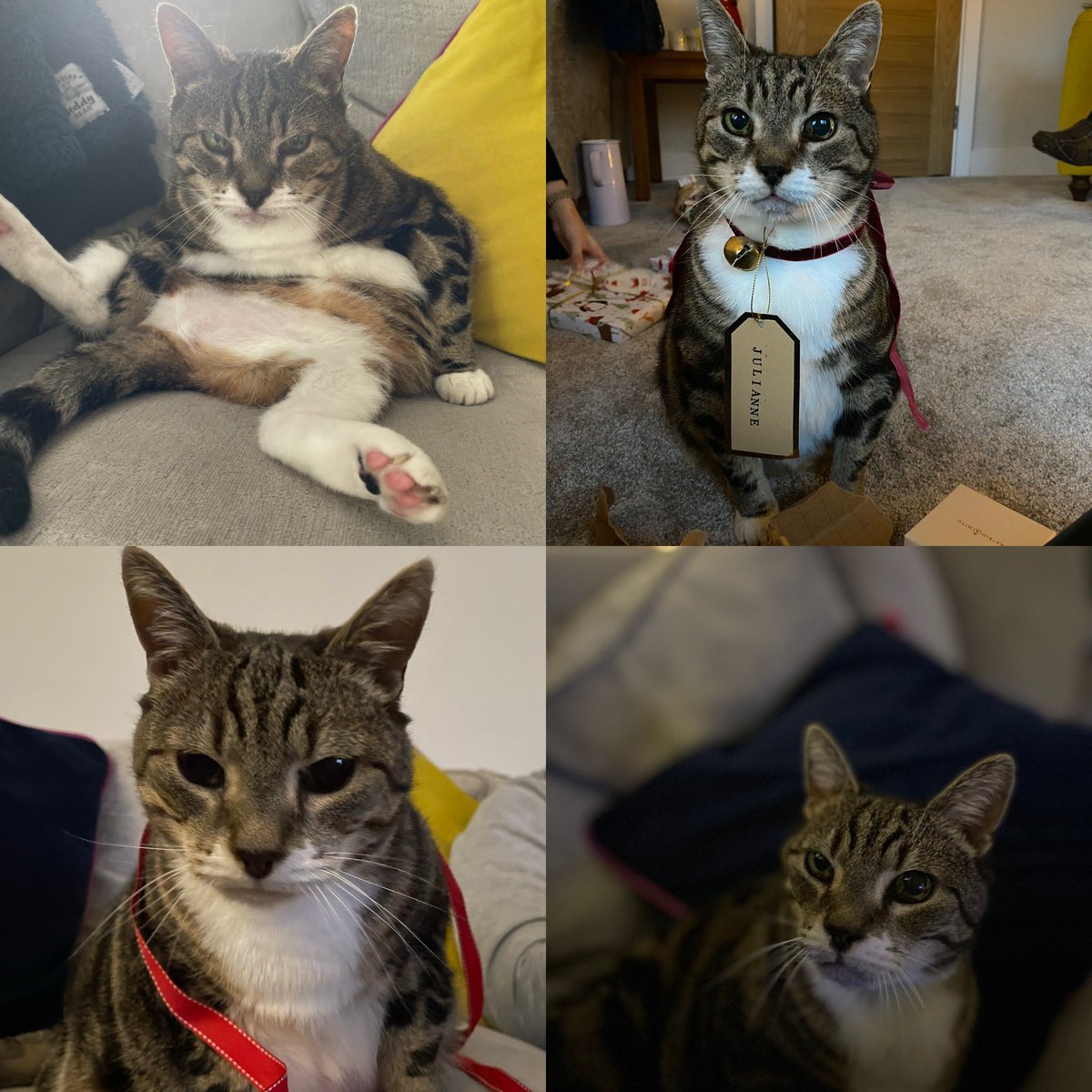 jxg_ltd's tweet photo. It’s #InternationalCatDay so here is #fatfred in all his glory! He is 16 and when we rescued him 6 years ago he weighed in at a hefty 8kg! Not much has changed except he is now a slightly less hefty 7kg!! #CatsOfTwitter #fatcats https://t.co/xrHtsYm93a