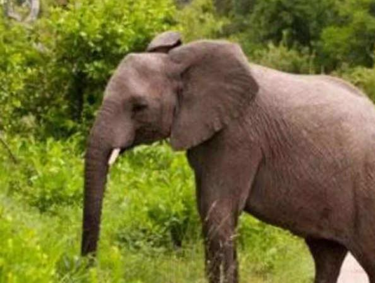Sujit_Kanoria's tweet photo. A rare white elephant, considered an auspicious creature for the Buddhists is born in western Myanmar.
#wildlife #wildlifesanturies #savetheanimal
https://t.co/AswU2W6gNe https://t.co/Fy9IO742Cs