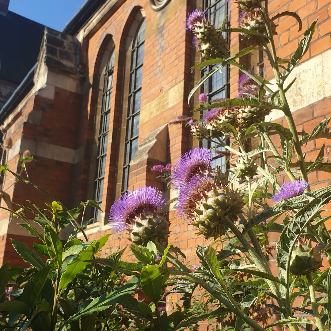The garden is suffering a bit, in the dry heat, but the cardoons have never looked spikier!