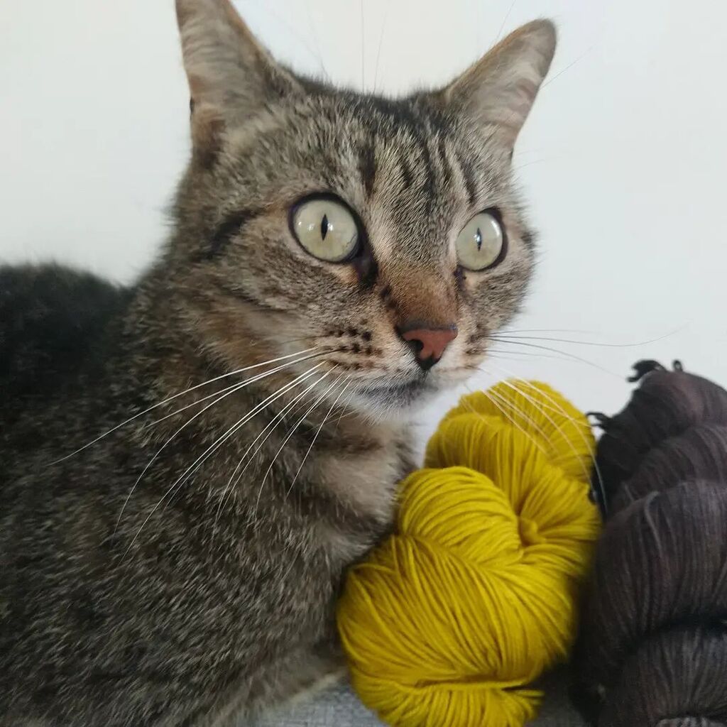 strands_of_life's tweet photo. #世界猫の日 ですね😺
Let's celebrate the #internationalcatday 😺
Célébrons la #journeemondialeduchat 😺
#catandyarn #ilovemycat #jaimemonchat #にゃんすたぐらむ https://t.co/qvxzKF1iOF https://t.co/TWJJoGCoNb