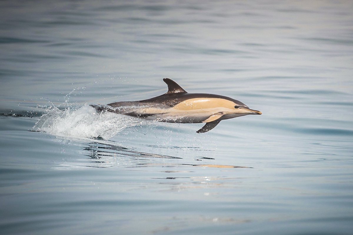 'Leaps of Joy' 

Gm and happy new week to all photographers, artists &amp; collectors! 💙 

What projects are we working on this week? 

#dolphins #marinelife #nftart #nftphotographer