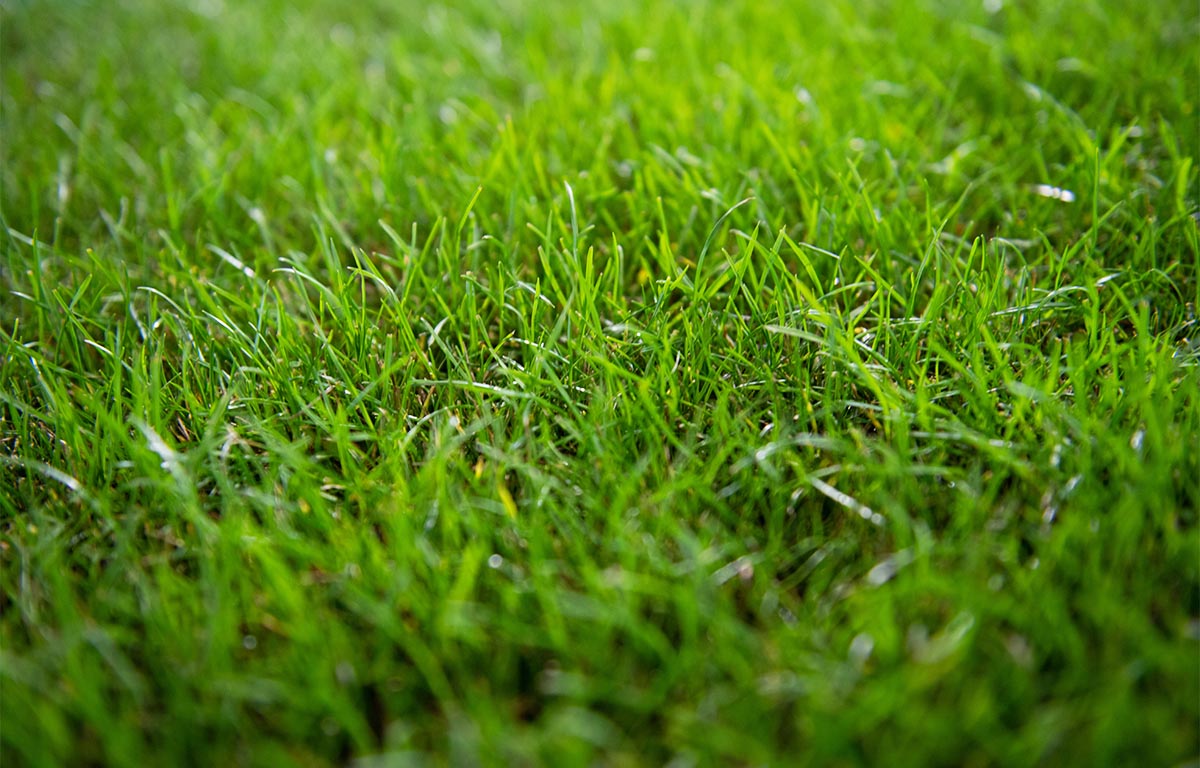 Greenkeeping Career Opportunity - Assistant Greenkeeper  
<a href="/KnoleParkGC/">Knole Park Golf Club</a> Kent
bigga.org.uk/career/assista…