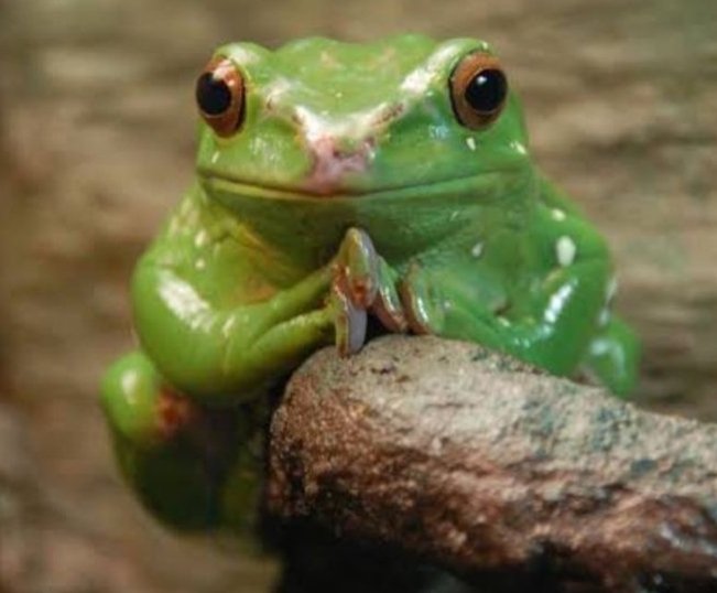 Hassnain tweet media