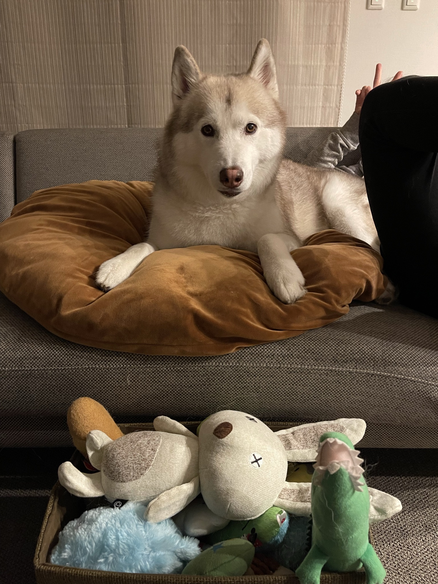 ヴィヴィアン シベリアンハスキー Viviennehusky Twitter