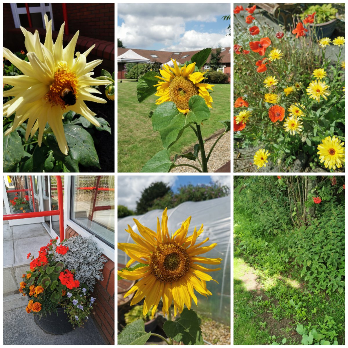 Beautiful day to spend time in the gardens @AvondaleMHC Bees are buzzing and so are we, with all the great growing going on. Gardening is good for you, be that taking part or just enjoying it🌻. Move over #GardenersWorld @TheMontyDon @TitchmarshShow 😁😍💚🐝#MentalHealthMatters