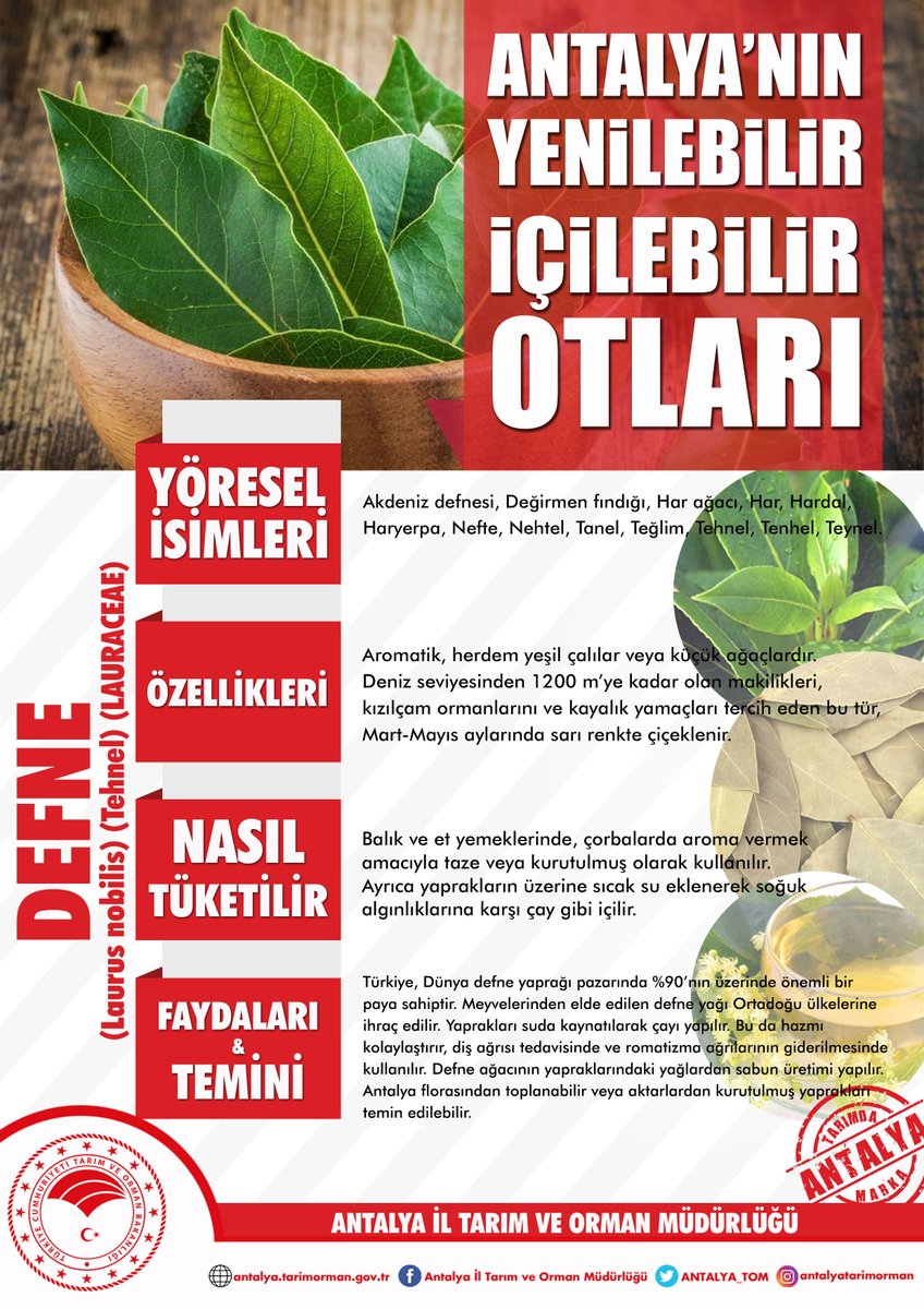 antalyailtarim's tweet photo. #Balık ve #et yemeklerine aroma vermek için kullanır. Soğuk algınlığına karşı #çay gibi içilir.
Karşınızda #DEFNE
Yöresel İsimleri, Nasıl Tüketilir, Faydaları ve Temini
#GelecekTarımda 👇
https://t.co/j9FGZRghvL

@VahitKirisci 
@ersinyazici1 
@gokhankaraca_ https://t.co/kodaAAJ0xi