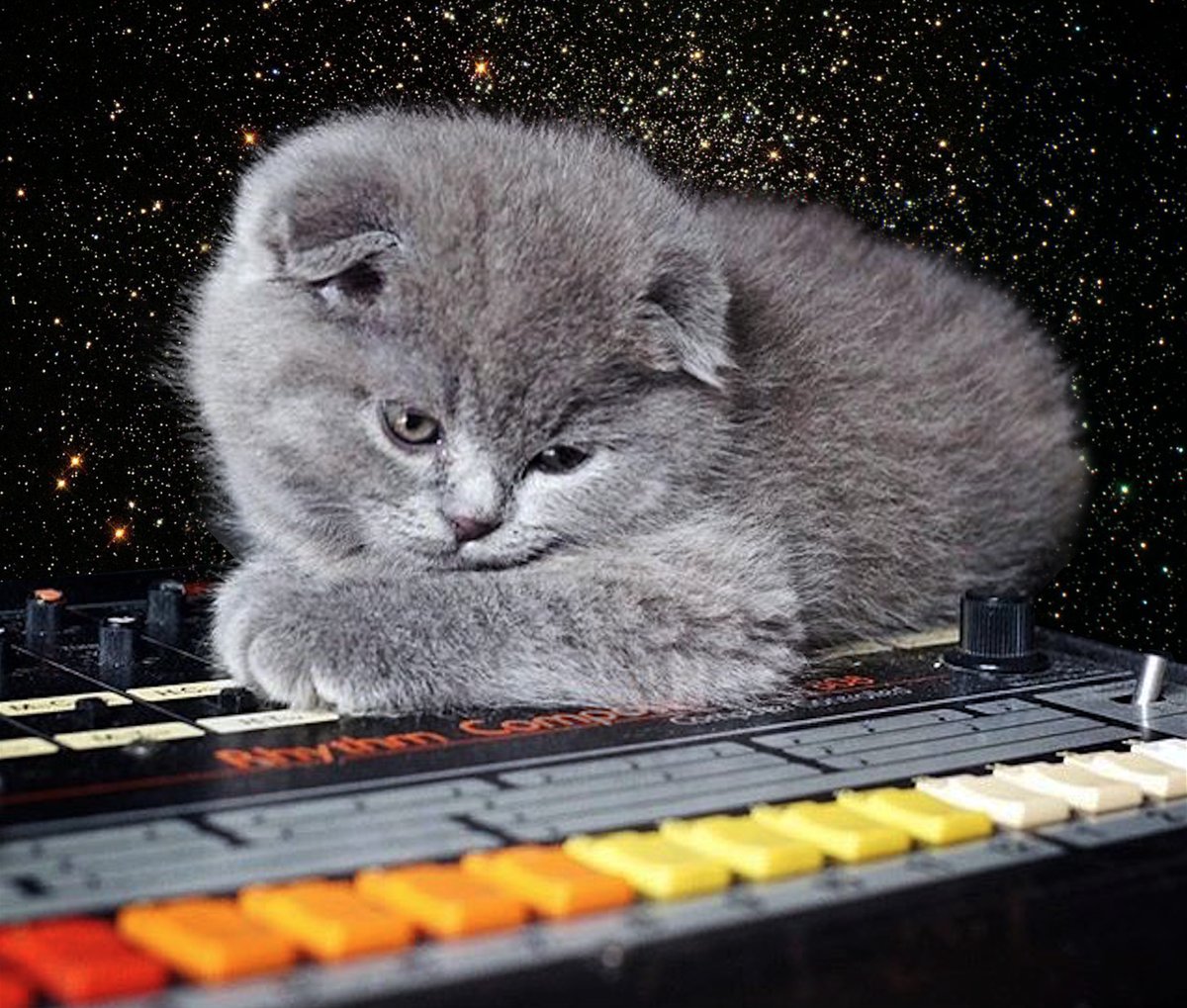 Happy #808day AND #InternationalCatDay