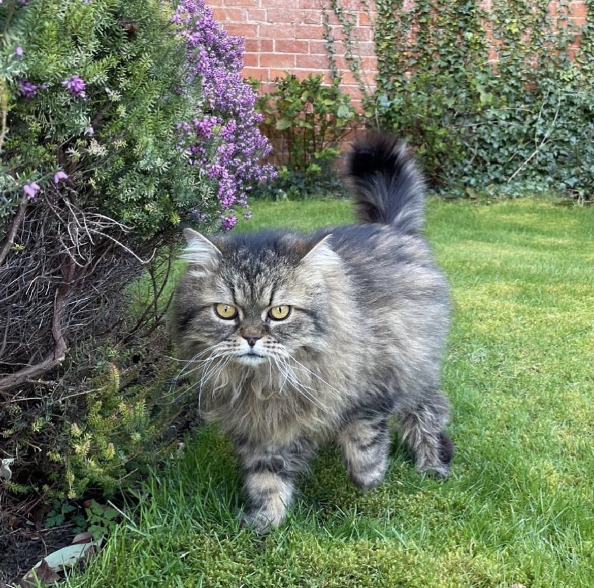 In memory of Leo. King of the Birmingham Cat Club ❤️🌈#InternationalCatDay