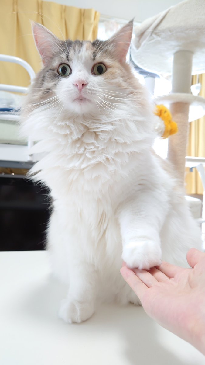 emma22nor's tweet photo. お手(=´ㅅ`=)ฅ

#うちの猫
#cat https://t.co/actWgNbSel