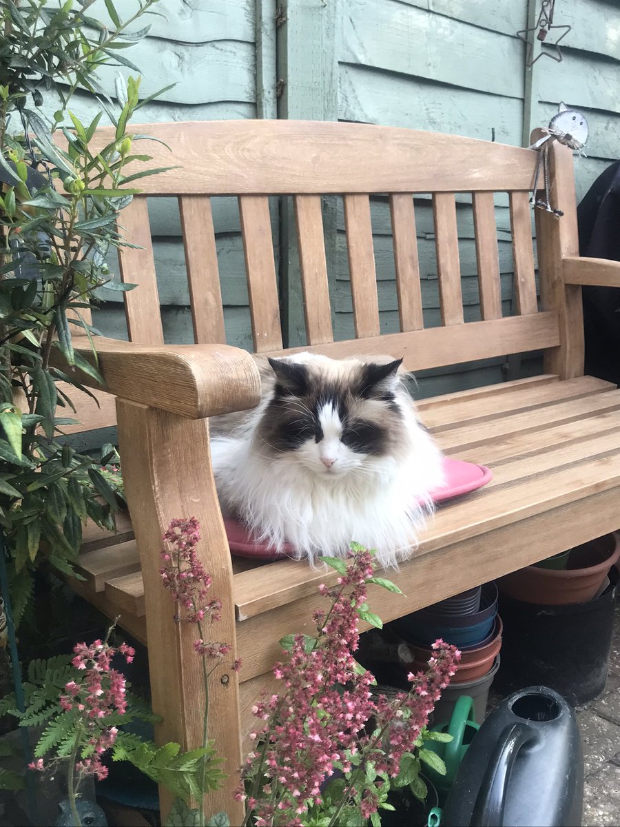ShaggyCoe's tweet photo. It’s been a while since I posted some pictures of the boys 😻
Here they are on #InternationalCatDay 💜 https://t.co/2H8aTdCbhM