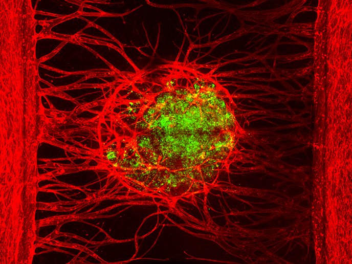 MIMETAS_3D's tweet image. Read about the final product of the OrganoPlate® Graft project, the OrganoReady Vascular Bed, in this latest Results in Brief article, which was published in 6 different languages on the CORDIS website! bit.ly/3dfcT8A #vascularization #invitrografting #bloodvessels